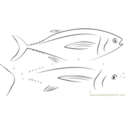 Atlantic Bluefin Tuna Dot to Dot Worksheet
