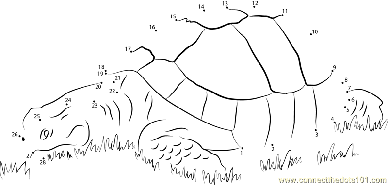 Turtle in Grass