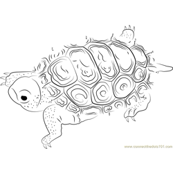 Centrata Carapace Dot to Dot Worksheet