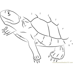 Mary River Turtle Dot to Dot Worksheet
