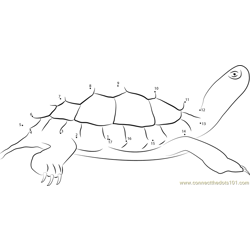 Painted Turtle Dot to Dot Worksheet