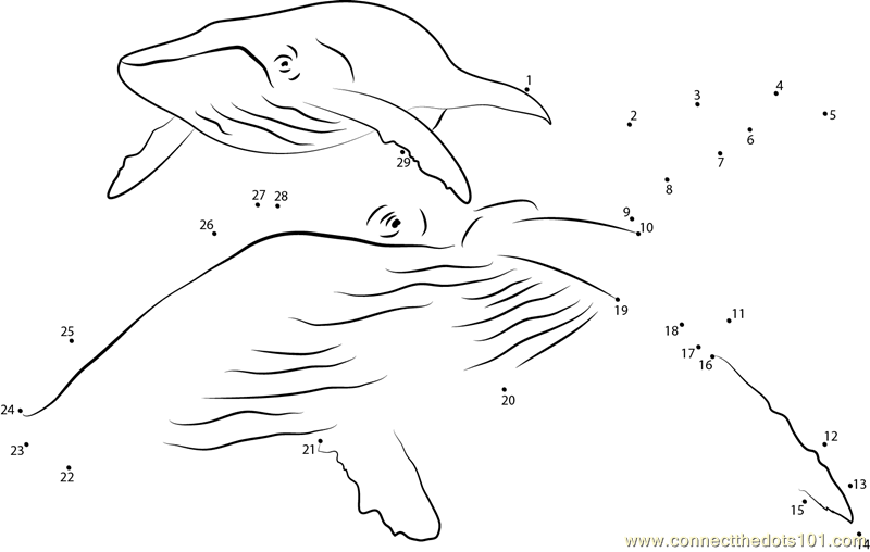Humpback Whale Dot To Dot Printable Worksheet Connect The Dots