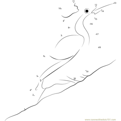 Young Woodpecker Dot to Dot Worksheet