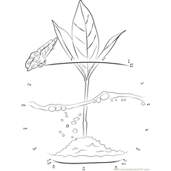 Little Plant and Water Dot to Dot Worksheet