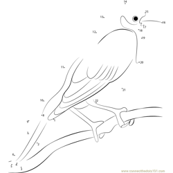 Female Yellow-headed Blackbird Dot to Dot Worksheet